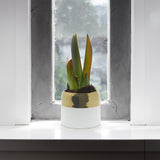 White Ceramic Pot with Gold Rim